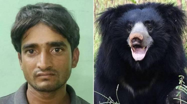 Arrestaron a un cazador furtivo que mataba osos para comerse sus penes