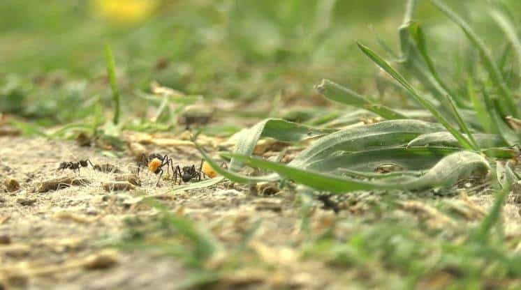 Cerri: 9 días sin clases en un Jardín de Infantes por la presencia de hormigas