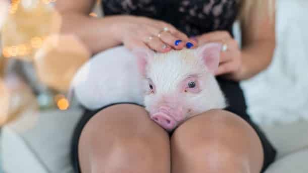 ¿Un cerdo como mascota?: los “mini pig” ya son furor entre los argentinos