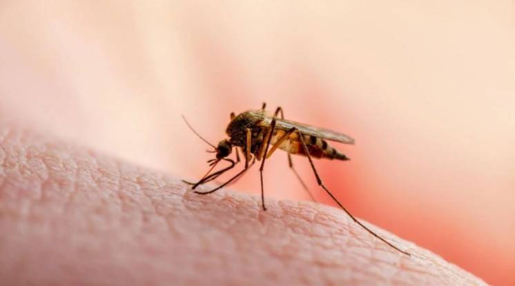 Los casos de dengue siguen en aumento en la Provincia de Buenos Aires