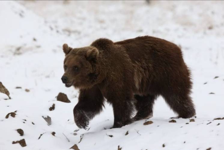 Los osos pardos del Zoo de Mendoza ya están en el santuario donde vivirán