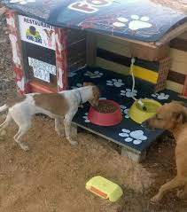 Joven crea un restaurante para perros callejeros, abierto las 24 hs.