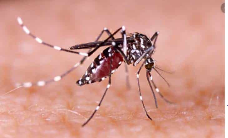 Dengue: promueven un proyecto para declarar emergencia sanitaria