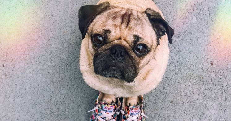 Doug the Pug, el perro más amado por los famosos