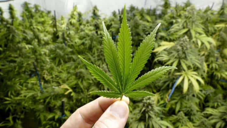 Un hombre fue detenido por comercialización de marihuana en Bahía Blanca