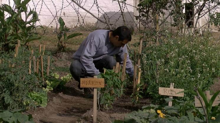 Una huerta en el Penal de Villa Floresta