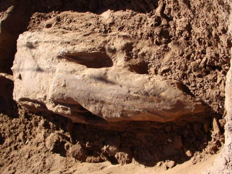 Hallaron restos fósiles de hace 10.000 años en un paraje de Coronel Pringles