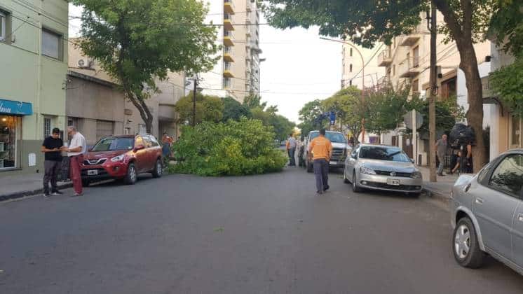 La rama de un árbol cayó sobre un auto