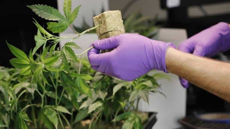 Ministerio de Salud amplió a tres años la autorización para cultivo del cannabis terapéutico