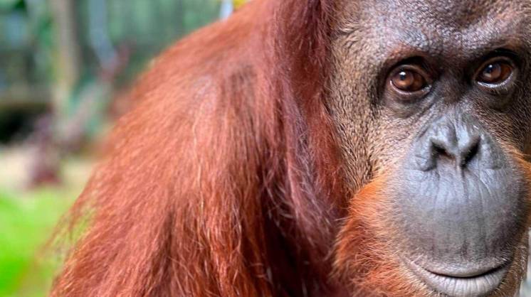 ¿Puedo ayudarte? La foto viral de un orangután que extiende la mano a un hombre