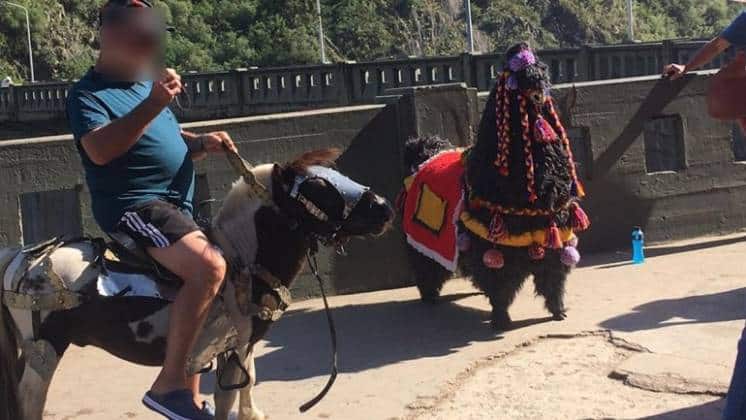 Buscan prohibir el uso de ponis como atracción turística