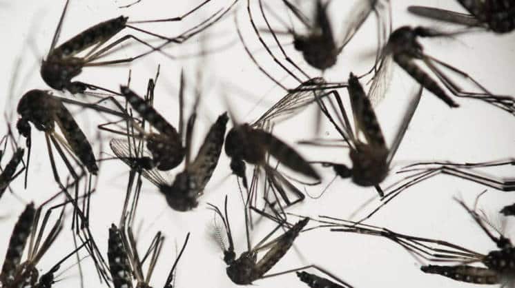 El dengue en Bahía: qué cuidados hay que tener para prevenir la enfermedad