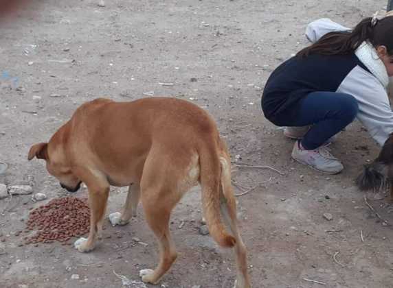 Campaña de alimento balanceado para animales en situación de calle