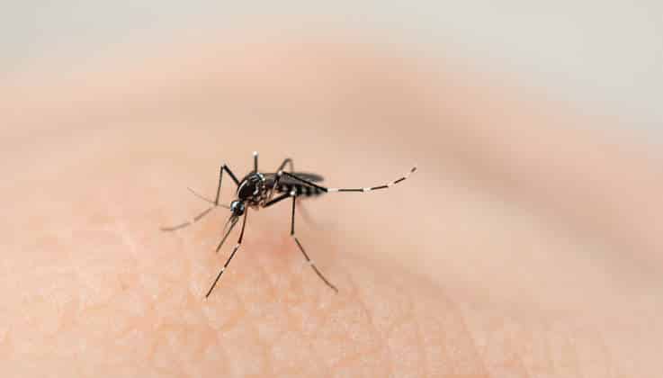 Aumentaron a 352 los casos confirmados de dengue en la provincia de Buenos Aires