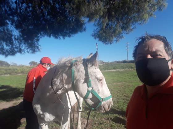 Apareció “Papelito” el caballo de la Fundación Huellas