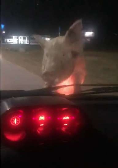 Atacada por un chancho en Avenida Cabrera