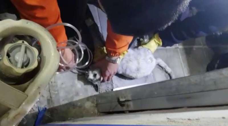 VIDEO: Así le salvaban la vida a la mascota del departamento incendiado