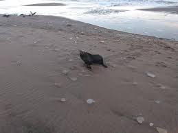 Un lobo marino de visita en Pehuen Có