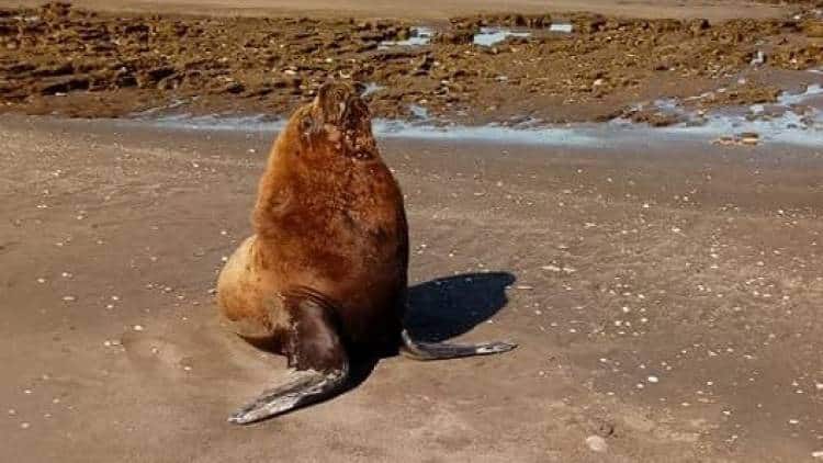 Un lobo marino de paseo por la costa en Pehuen Có