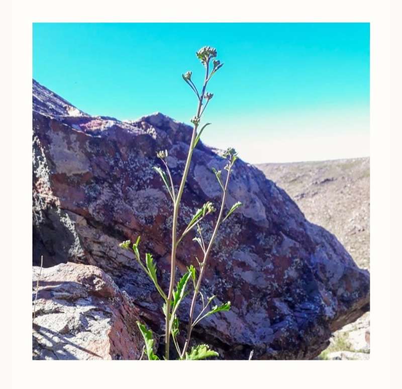 En Sierra de la Ventana encontraron una planta autóctona que se creía extinta.