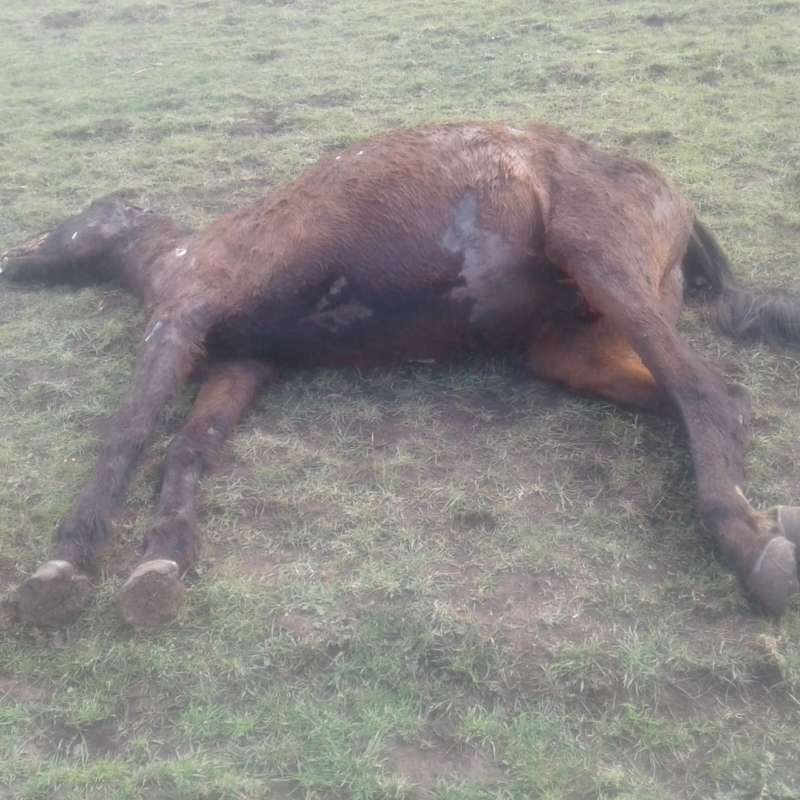 Atribuyen a un agroquímico la mortandad de animales en un campo de Gonzalez Chaves