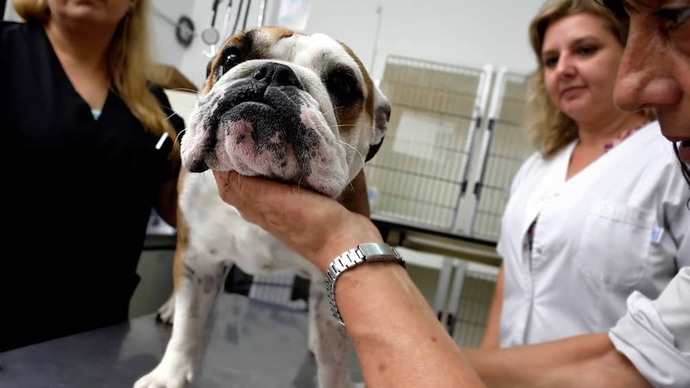 La Plata: testearon a un centenar de mascotas para saber si también se contagian con Covid