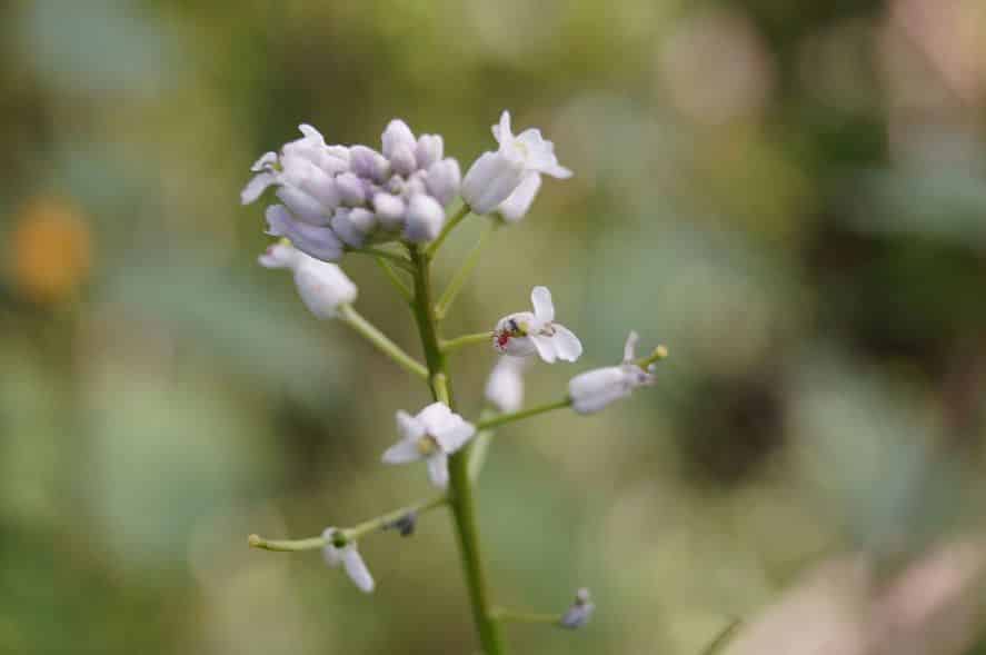 Descubren plantaciones en Sierra de la Ventana que se creían extintas: “Las plantas se muestran cuando se quieren mostrar”