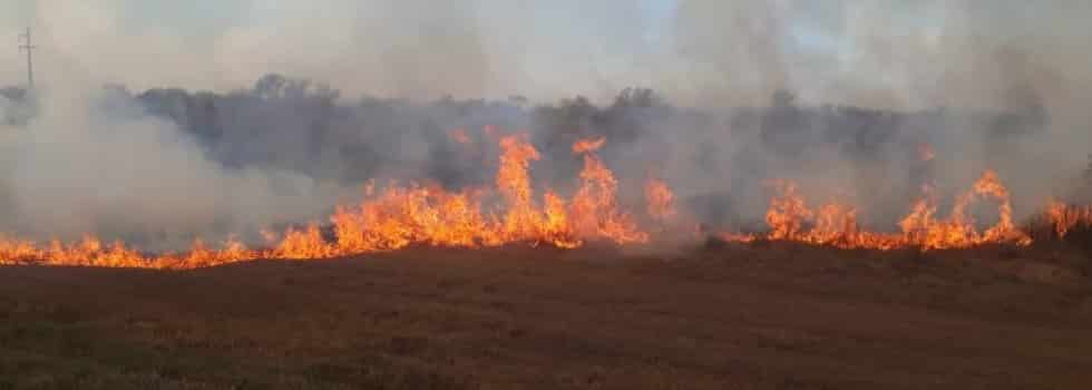 Los incendios causaron la “mortandad casi total” de flora y fauna de humedales