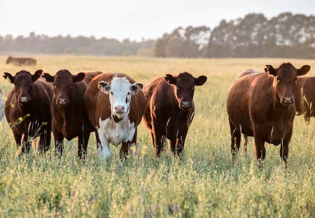 Le usurparon el campo y pusieron sus vacas a la venta