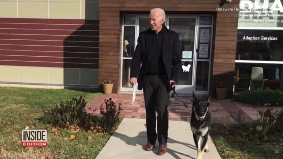 Joe Biden rescató un perro que será la primera mascota de la calle en vivir en la Casa Blanca