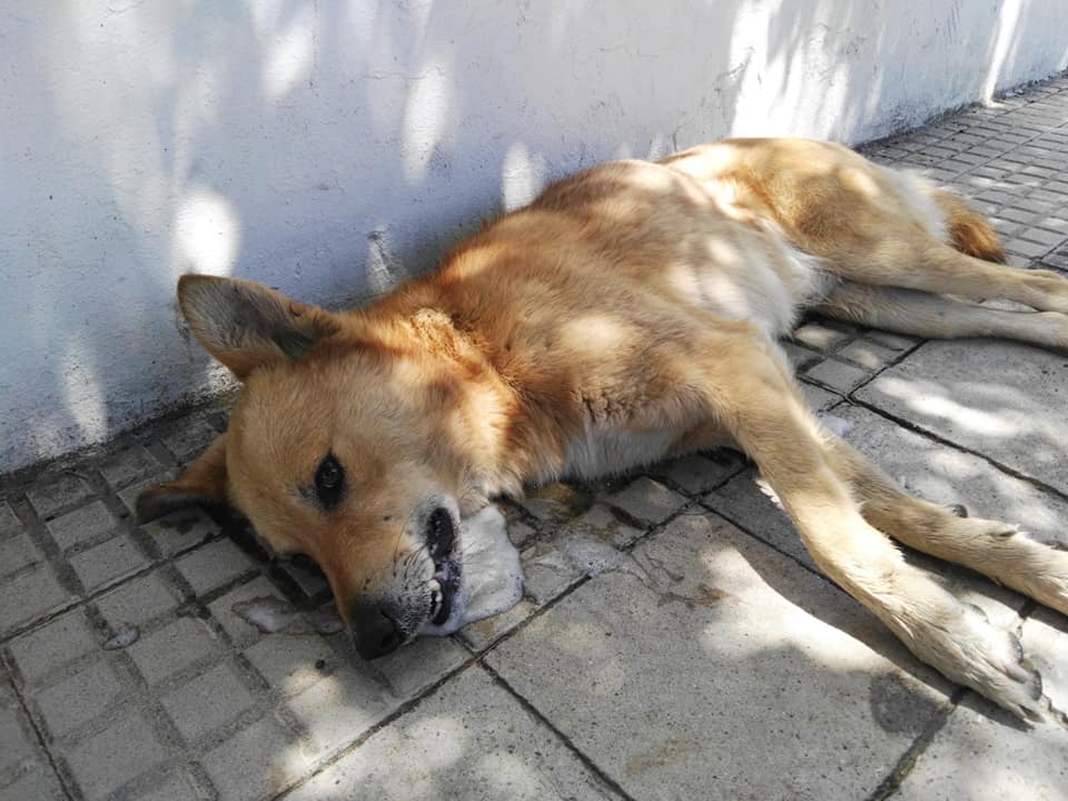 Denunciaron envenenamiento de perros en Médanos