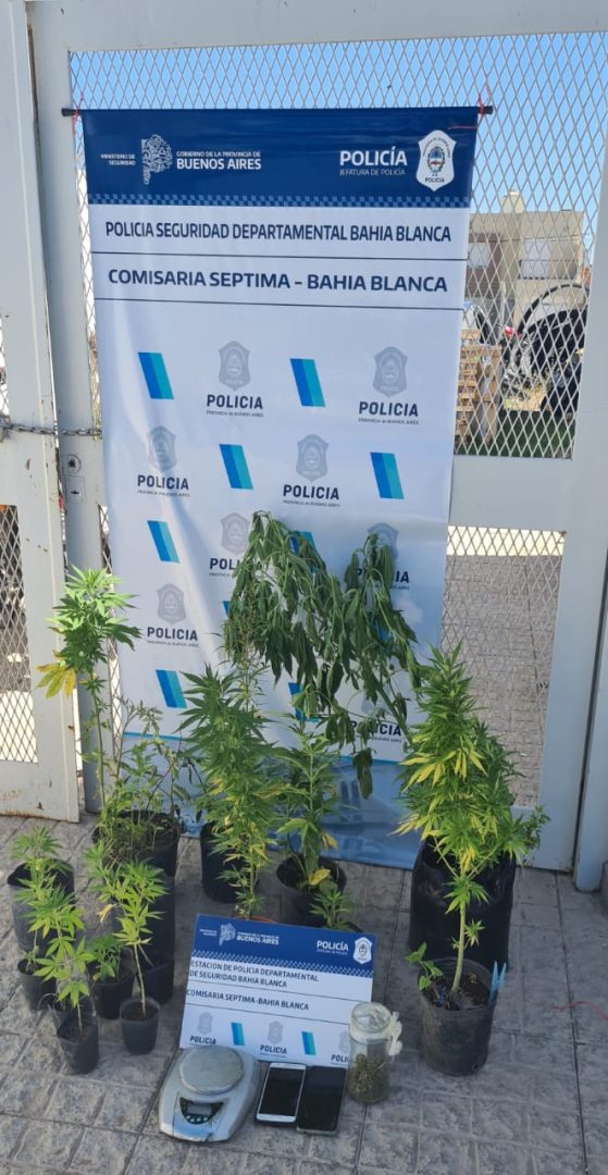 Averiguaban un robo, encontraron un vivero de marihuana