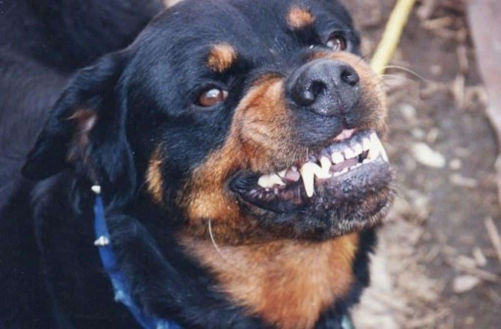 Un rottweiler atacó a un nene de 4 años en el barrio Palihue