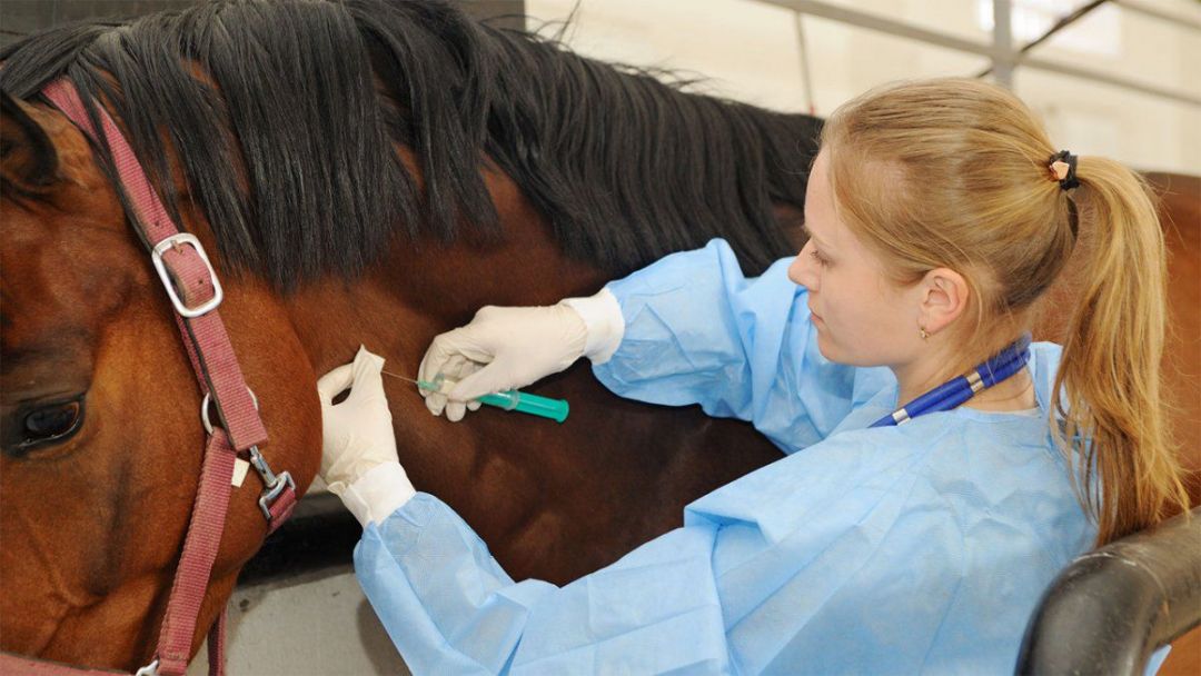 Todo lo que hay que conocer del suero equino hiperinmune