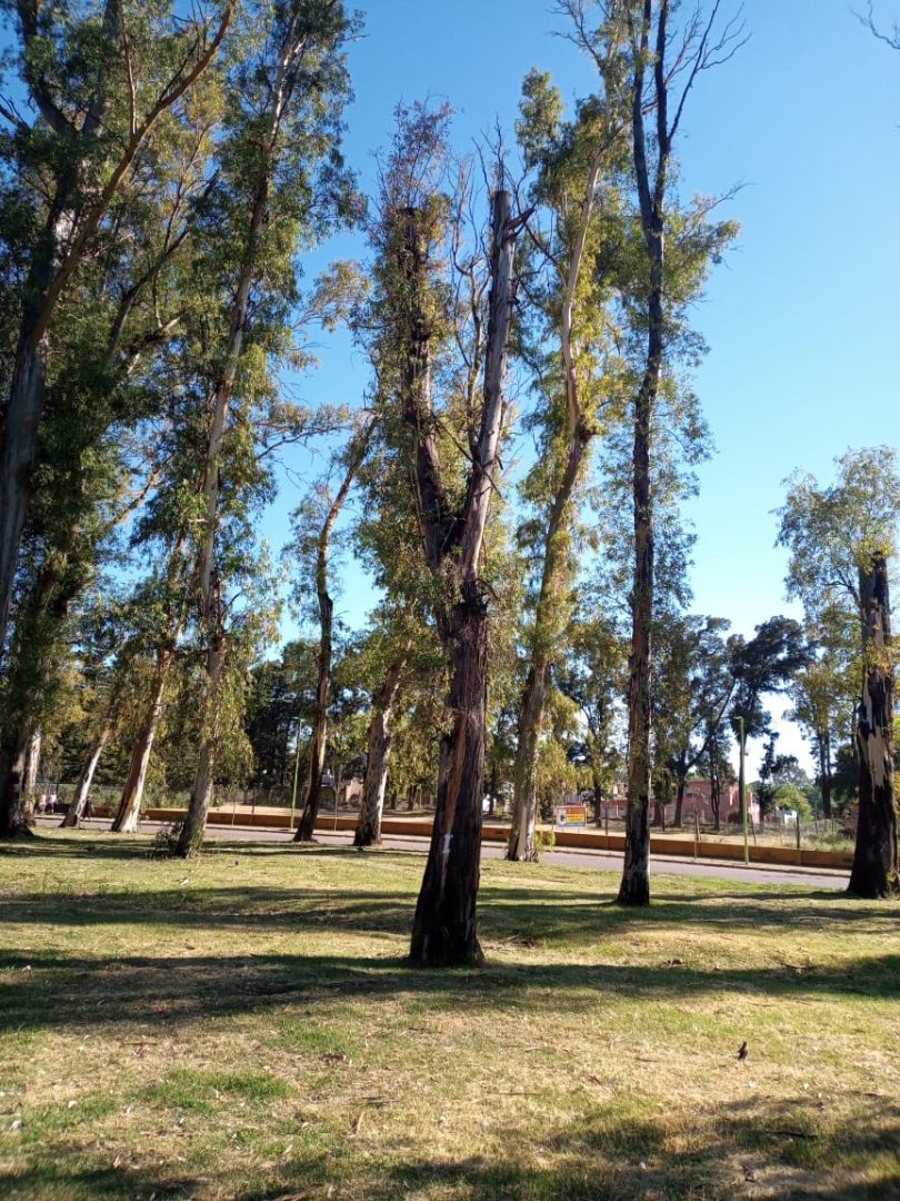 Comenzaron los trabajos de intervención del arbolado en el Parque de Mayo