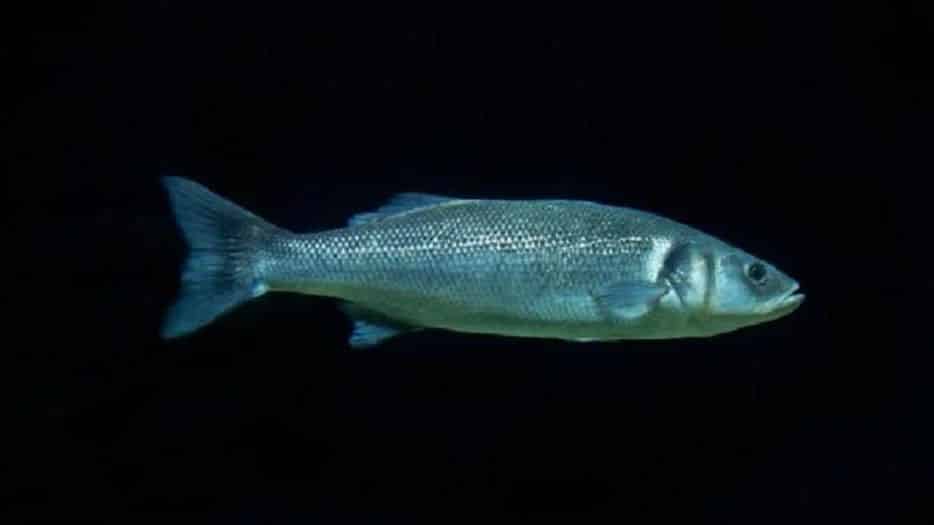 Un grupo de científicos presentó un proyecto para criar peces en la Luna