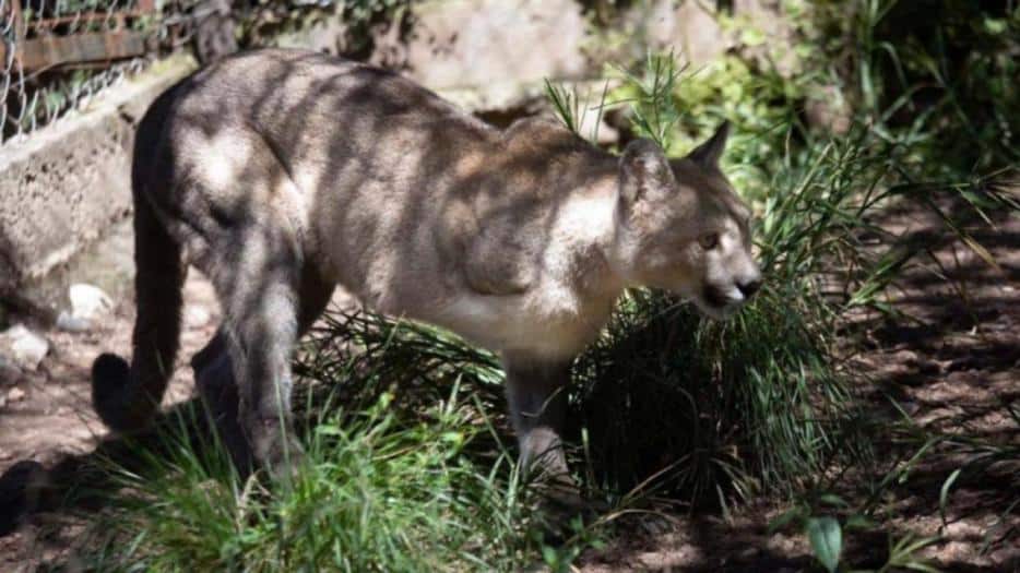 Un cazador de La Pampa deberá pagar una “cuota alimentaria” de por vida a una puma que mutiló