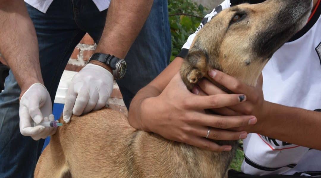 vacunacion antirrabica