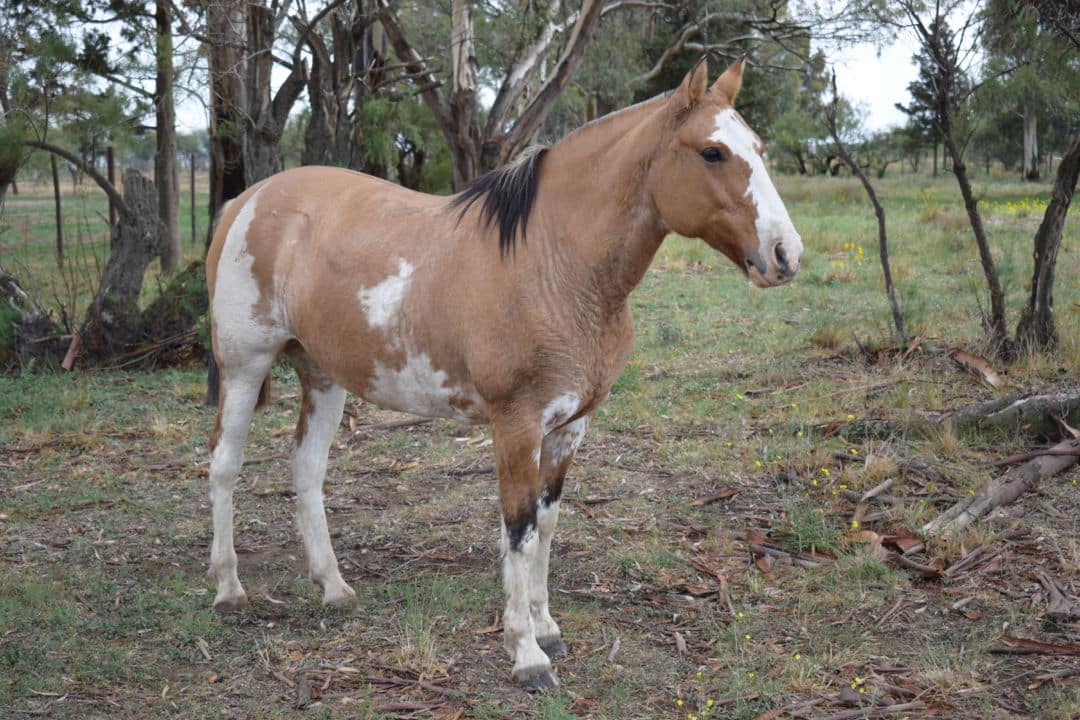 Lo condenaron a más de 4 años de prisión por robar 3 caballos de un campo