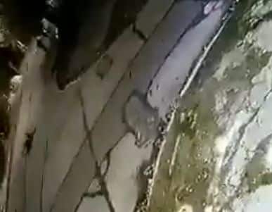 Un policía se resistió a un asalto y mató a dos motochorros