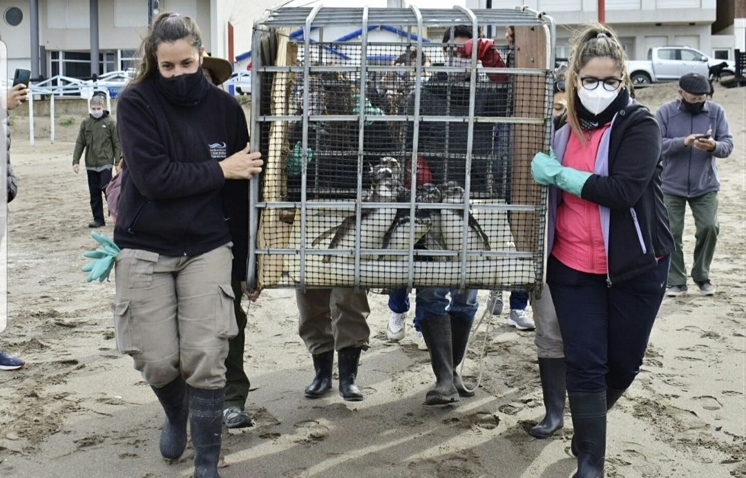 Monte Hermoso: ocho pingüinos rescatados regresaron a su hábitat natural