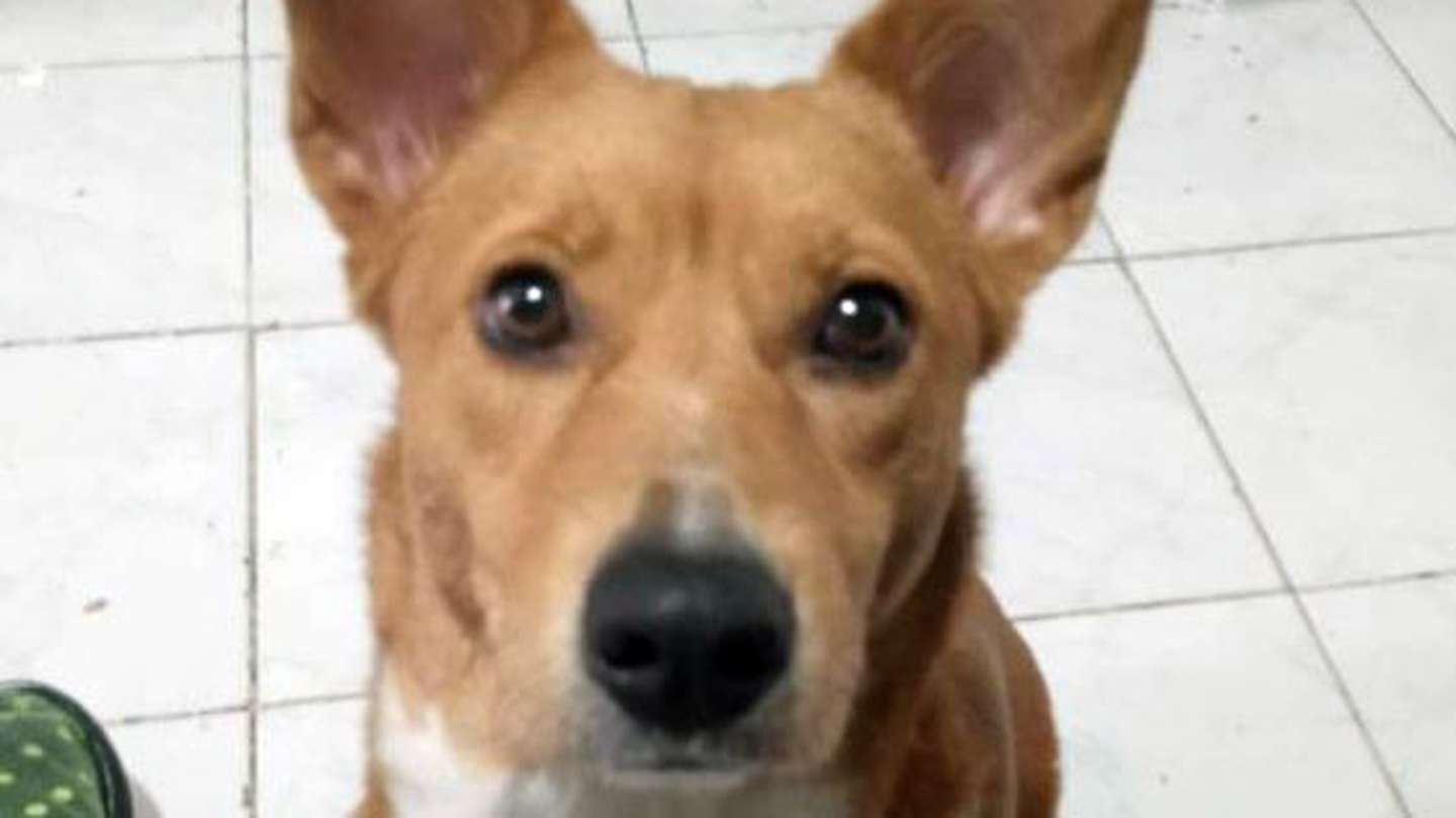Perimetral histórica: la Justicia de Tucumán falló contra un joven que abusó de su perra y dejará de ser su mascota