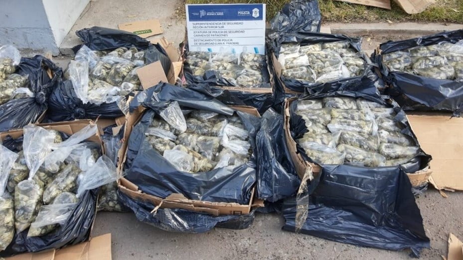 Decomisan un cargamento de ostras valuado en $192.000