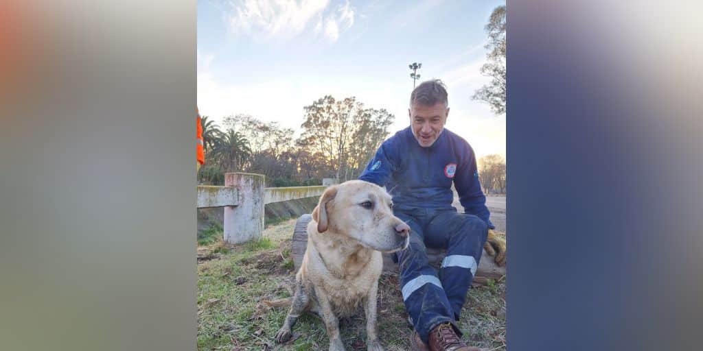 Rescataron a un perro que estaba en el Canal Maldonado