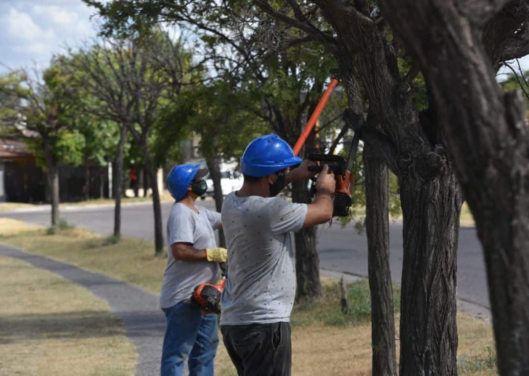 Trabajos de poda – cómo acceder al registro de podadores