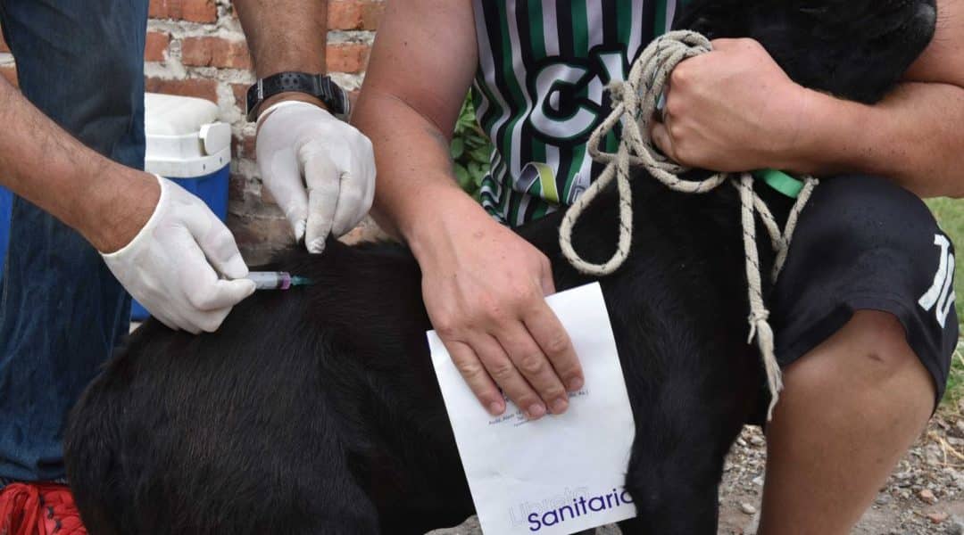 vacunacion antirrabica