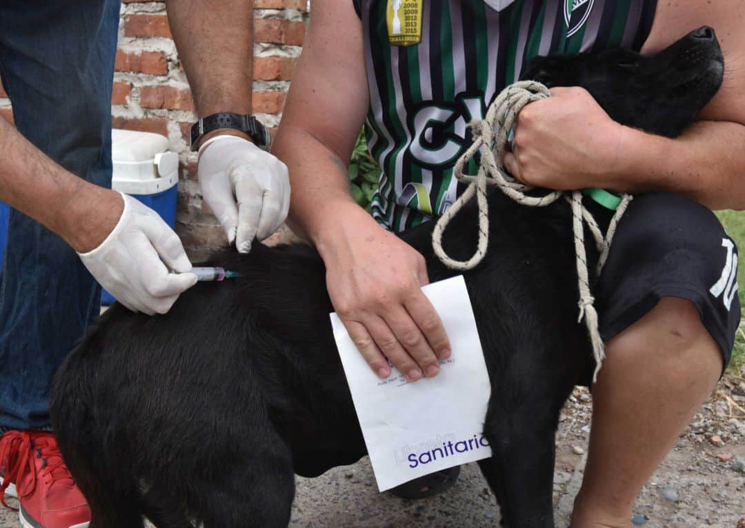 vacunacion antirrabica