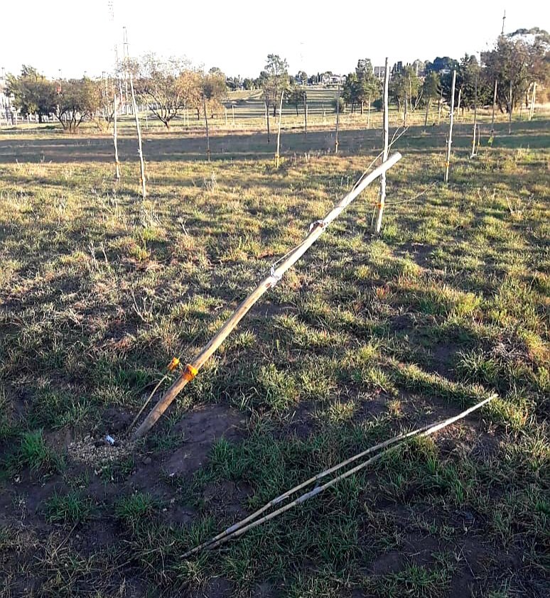 Vandalizaron más de 40 árboles recientemente plantados ene l parque Campaña del Desierto