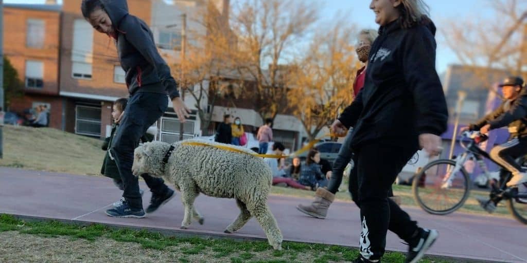Fue viral: la foto de una oveja en el Paseo de las Esculturas