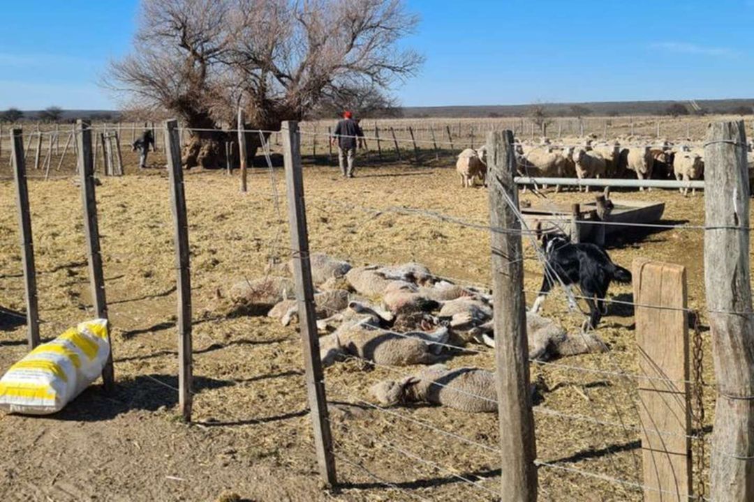Un puma mató a casi 40 corderos y el productor rionegrino perdió $300.000